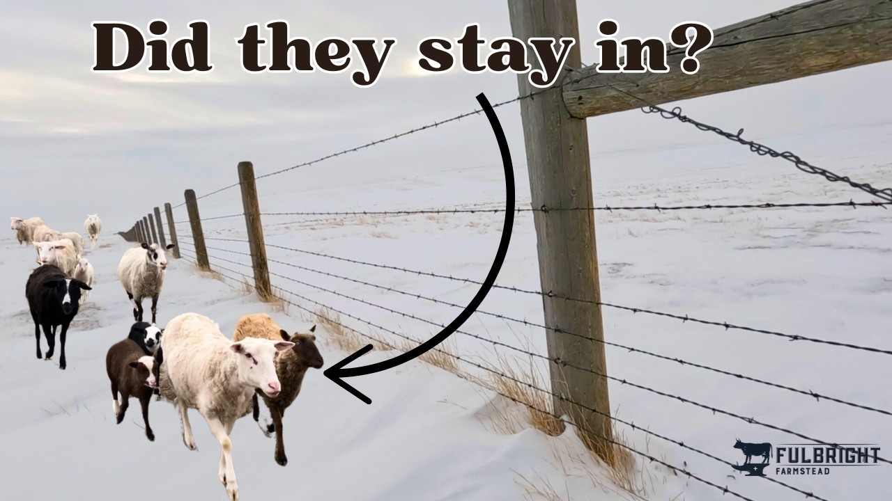 Will a barbed wire fence keep sheep in? | ONE YEAR UPDATE #sheep #fencing