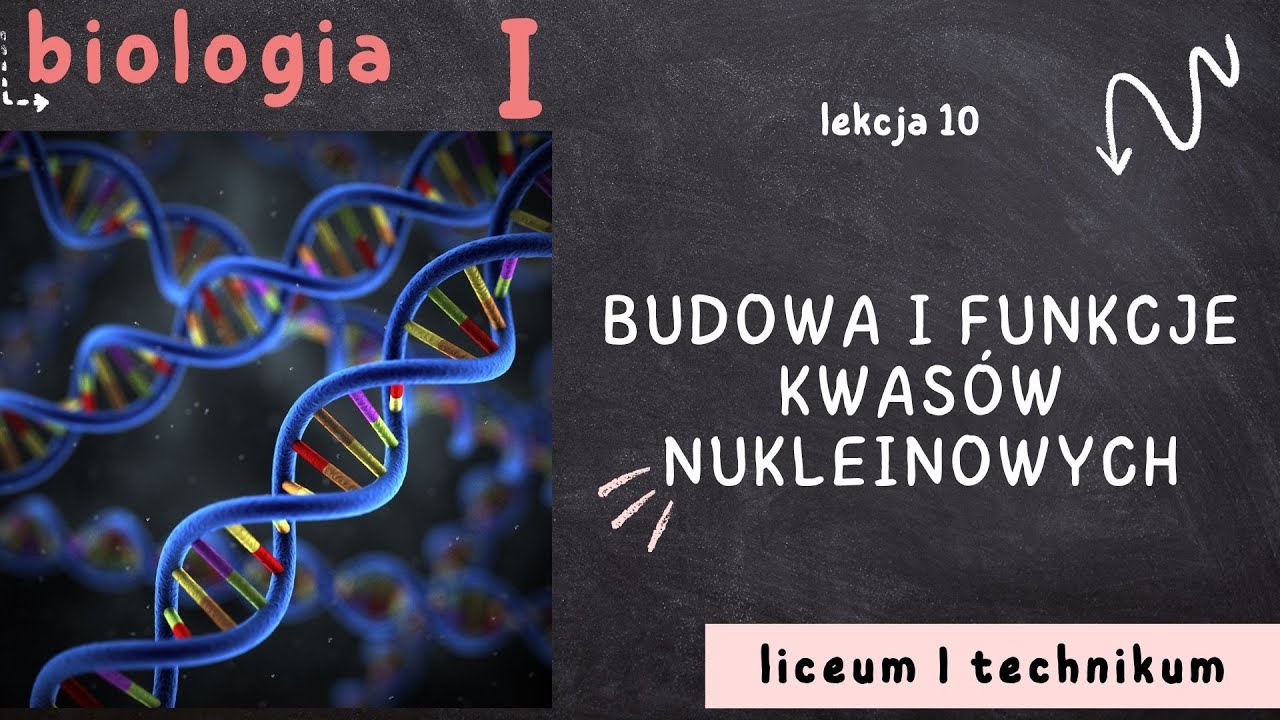 Biologia 1 LO [Lekcja 10 - Budowa i funkcje kwas&oacute;w nukleinowych]