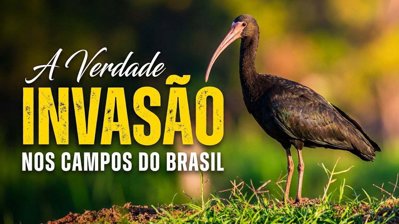 INVASÃO no BRASIL?... a VERDADE sobre os TAPICURUS!