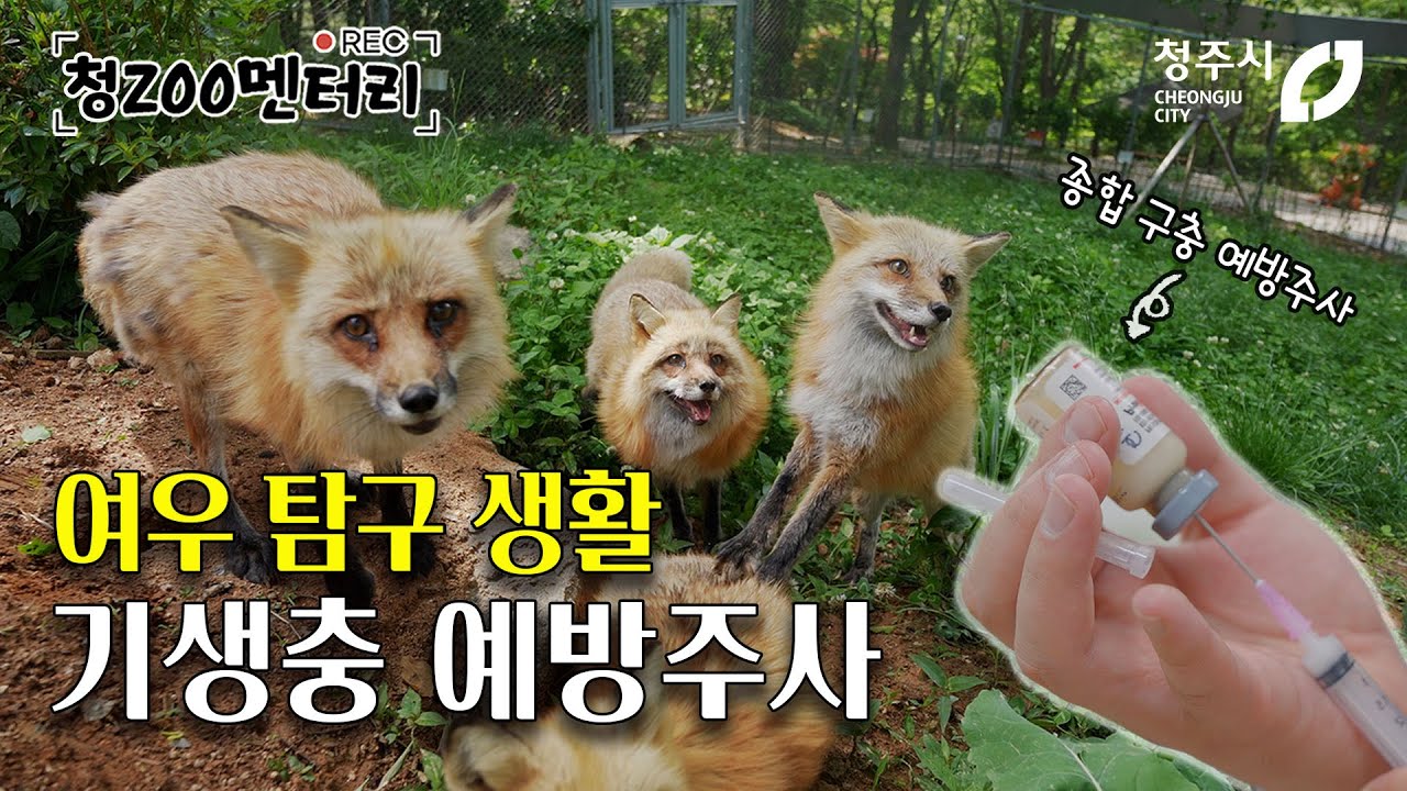 청주동물원 붉은 여우 김서방과 친구들 예방접종 맞다  청ZOO멘터리