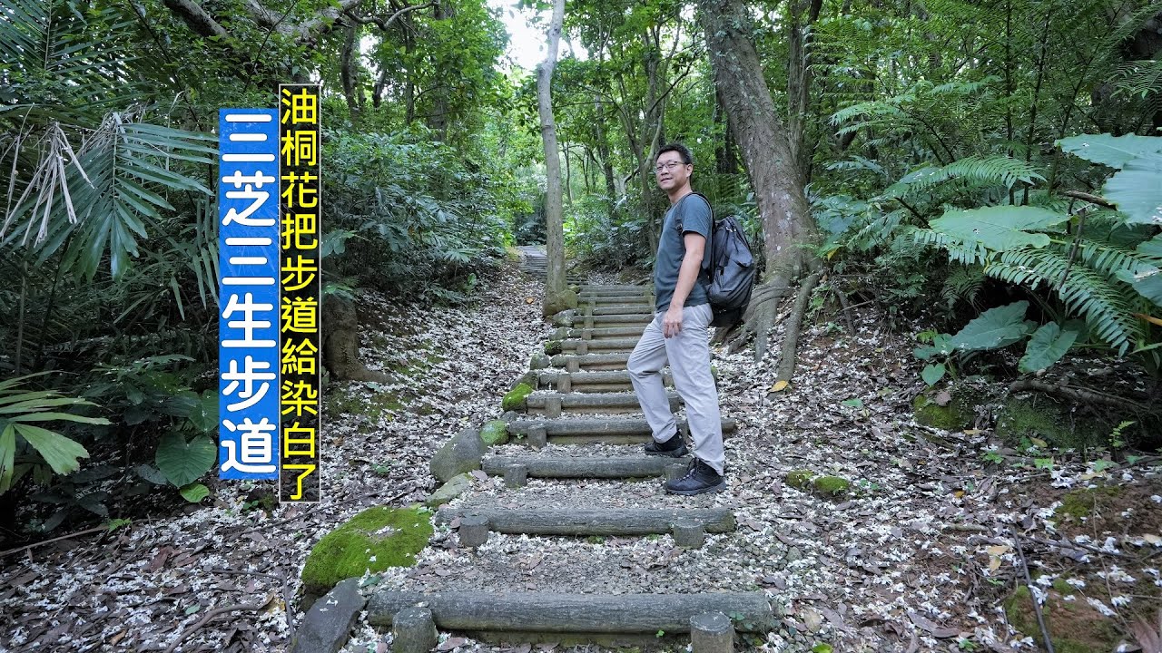 新北三芝三生步道輕鬆走，森林般的步道讓桐花給染白了！