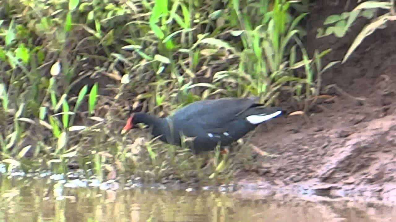 Pia&ccedil;oca, Gallinula Galeata, Frango d' &aacute;gua e a Saracura, Aramides Cajanea