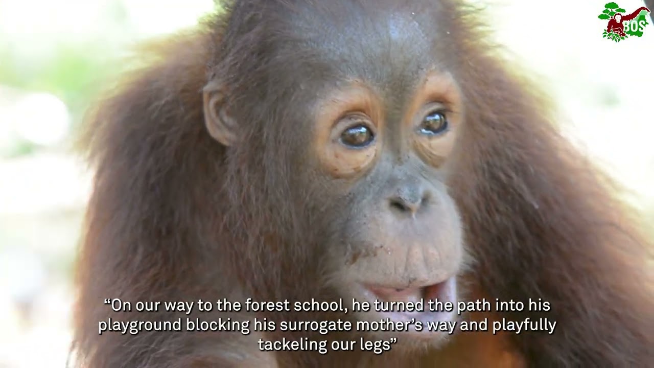 Jumbo's Story