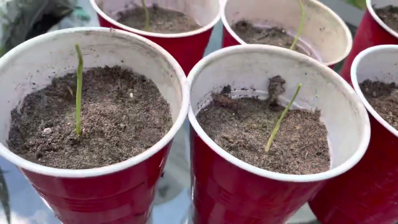 How to grow California fan palm (Washingtonia filifera) from seed part 2 planting ￼