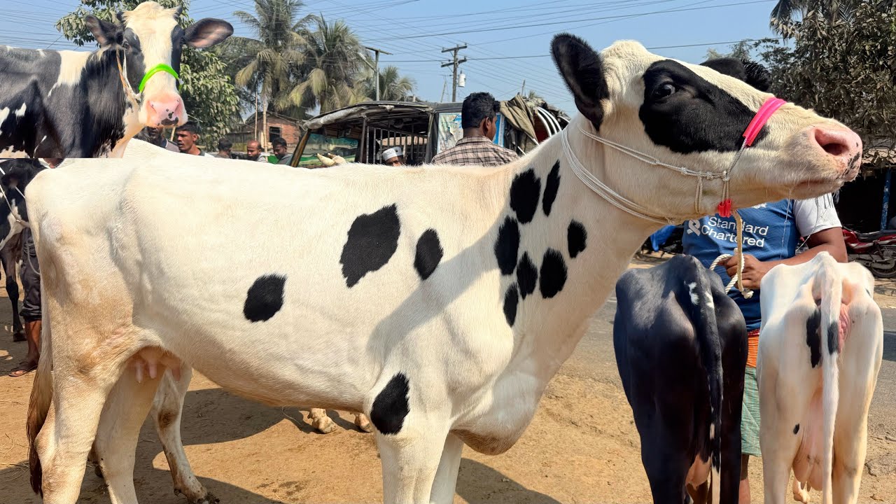 ভোটের আগে দুধের খালি গাভীর দাম জানুন । সাতমাইল গরুর হাট ২০২৬ ।