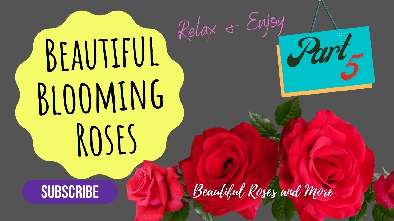 Beautiful Blooming Roses  Part 5