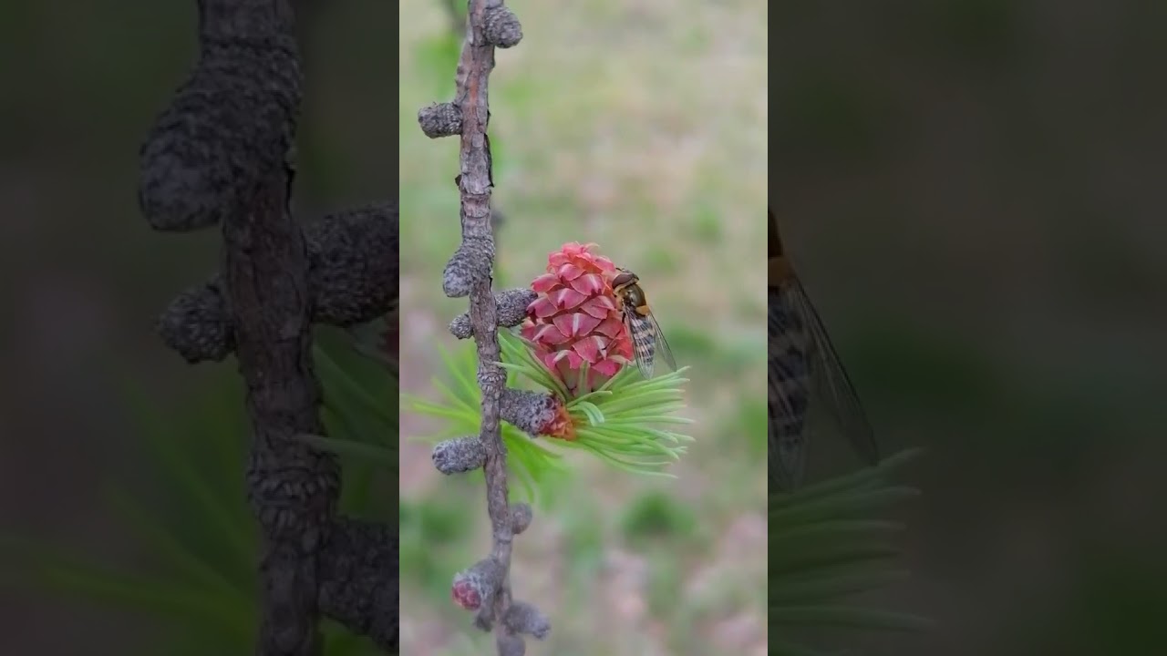 Цветение Лиственницы / Larch Tree Blossoms #фильм #squirrel #larch   #wildlife #fishing #film