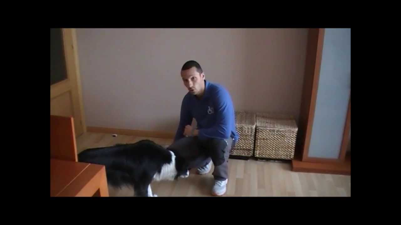 Cómo enseñar a un PERRO la señal 
