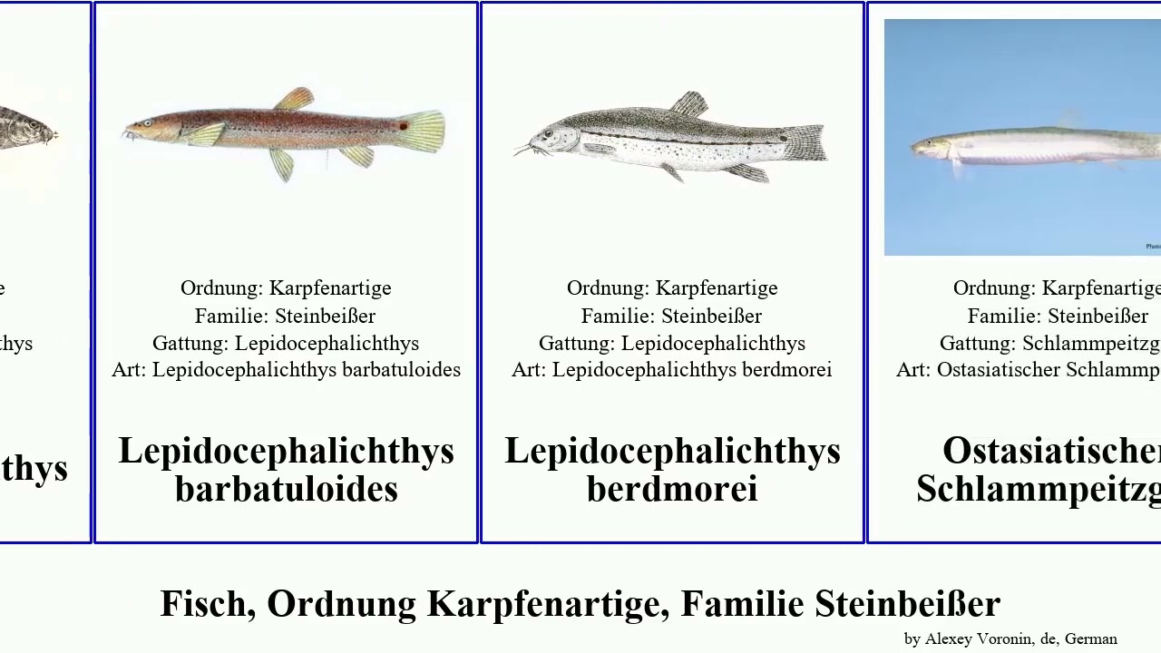 Fisch, Ordnung Karpfenartige, Familie Steinbei&szlig;er fish oblonga Lepidocephalichthys Schlammpeitzger