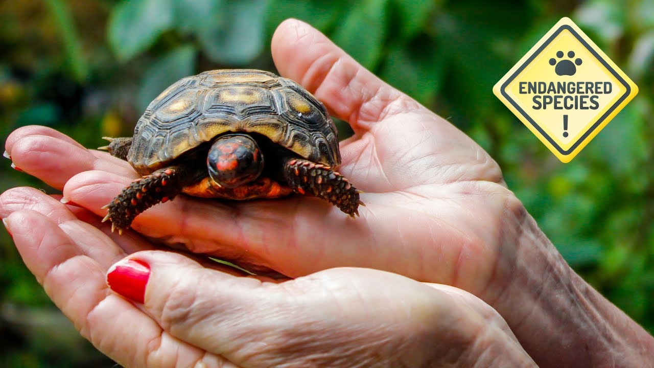 Find Hope: The Importance of Animal Conservation for Future Generations! (6 Minutes)