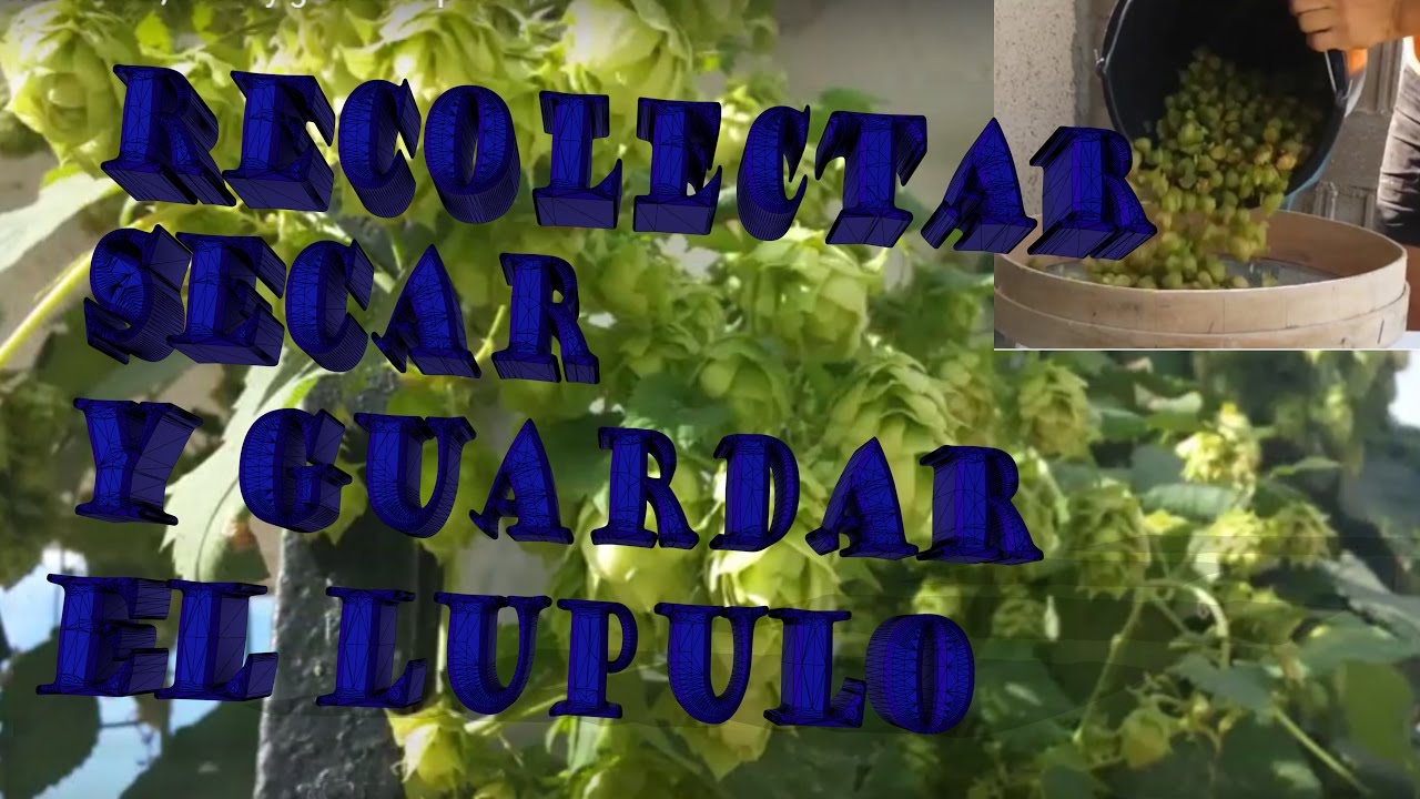 Recolectar, secar y guardar lupulo. Homebrew cerveza artesana.