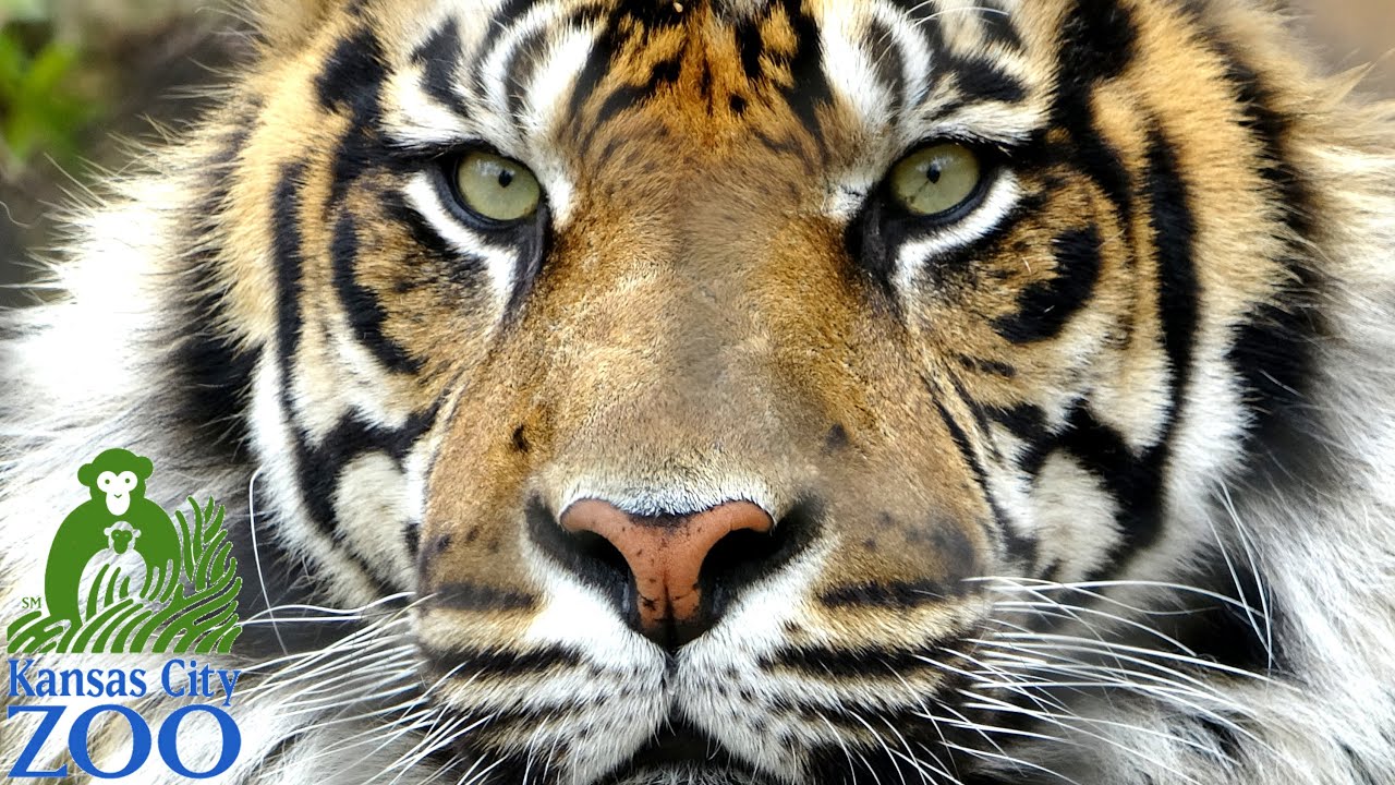 Kansas City Zoo Tour & Review with The Legend