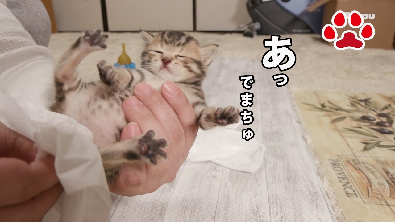 赤ちゃん猫のおしっこが出る瞬間がかわいすぎる【瀬戸のここ日記】The newborn kitty pees is too cute