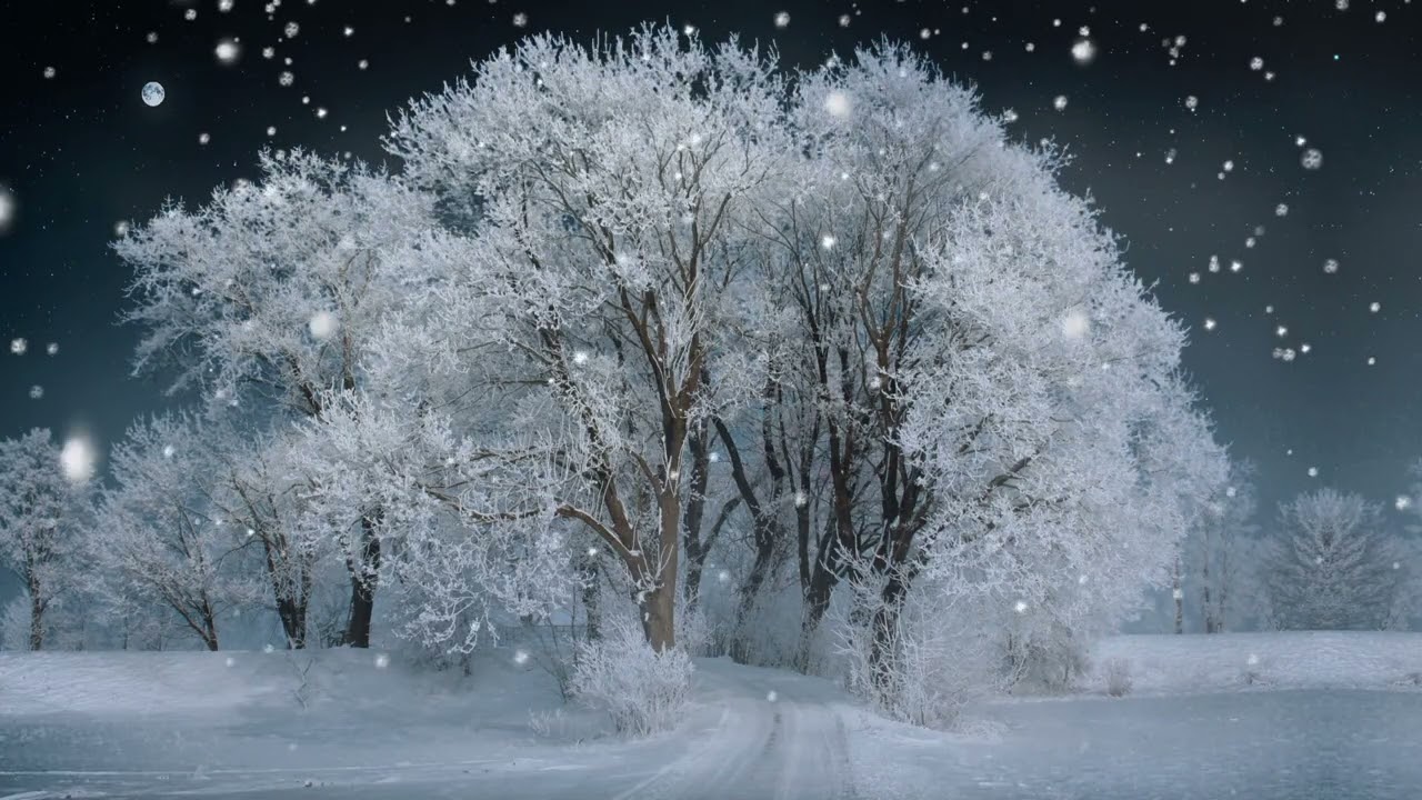 Peaceful sounds of rain and a relaxing landscape of snow covered tree avenue
