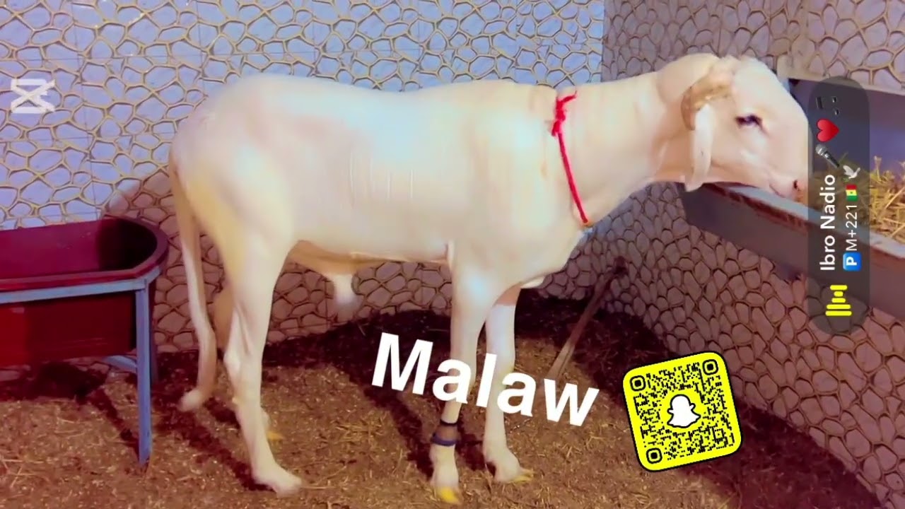Malaw rèk Thiaroye garè