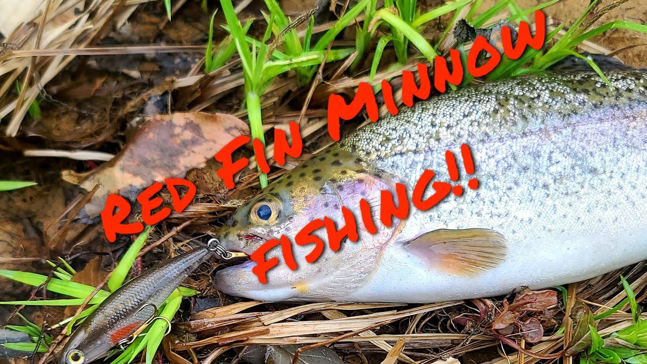 Small Stream Fishing With A Red Fin Minnow!!