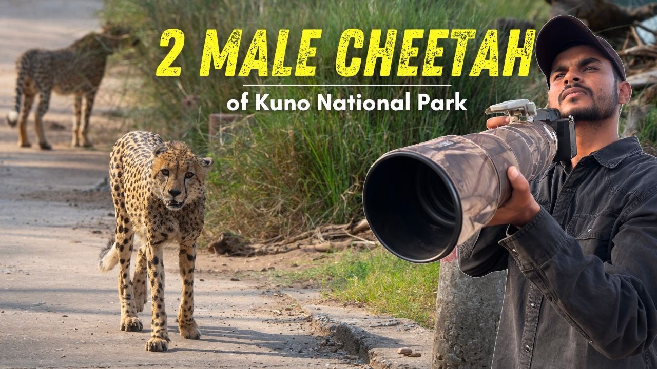 We Finally saw the Most Famous Male Cheetahs of Kuno National Park | Cheetah in Kuno
