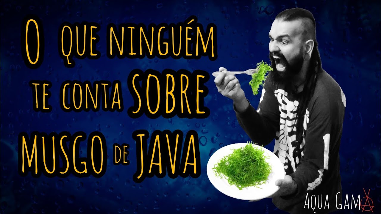 MUSGO DE JAVA  - Tudo que precisa saber - Taxiphyllum barbieri - AQUA GAMA
