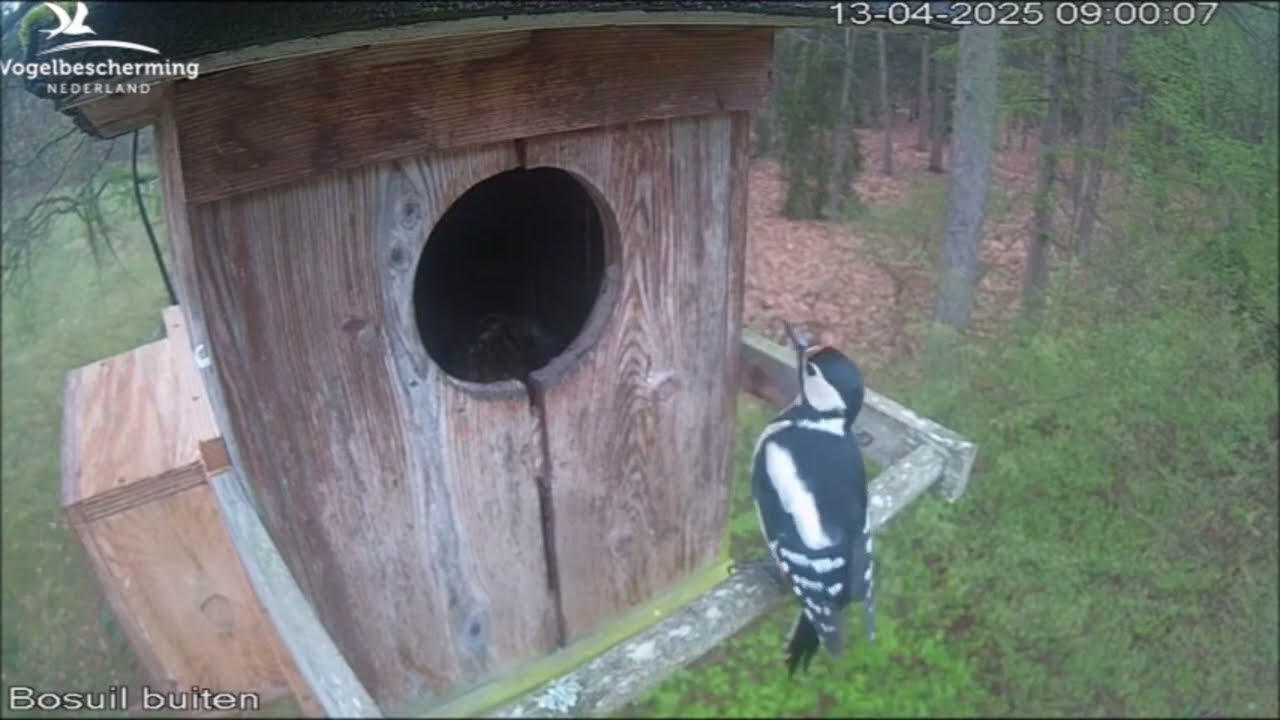 Grote bonte specht onderzoekt bosuil nestkast in Beleef de Lente | Vogelbescherming Nederland