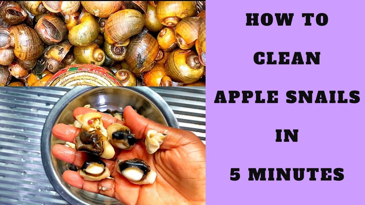 Quick & Easy Apple Snail Tutorial | How To Clean Snails | Step By Step Tutorial