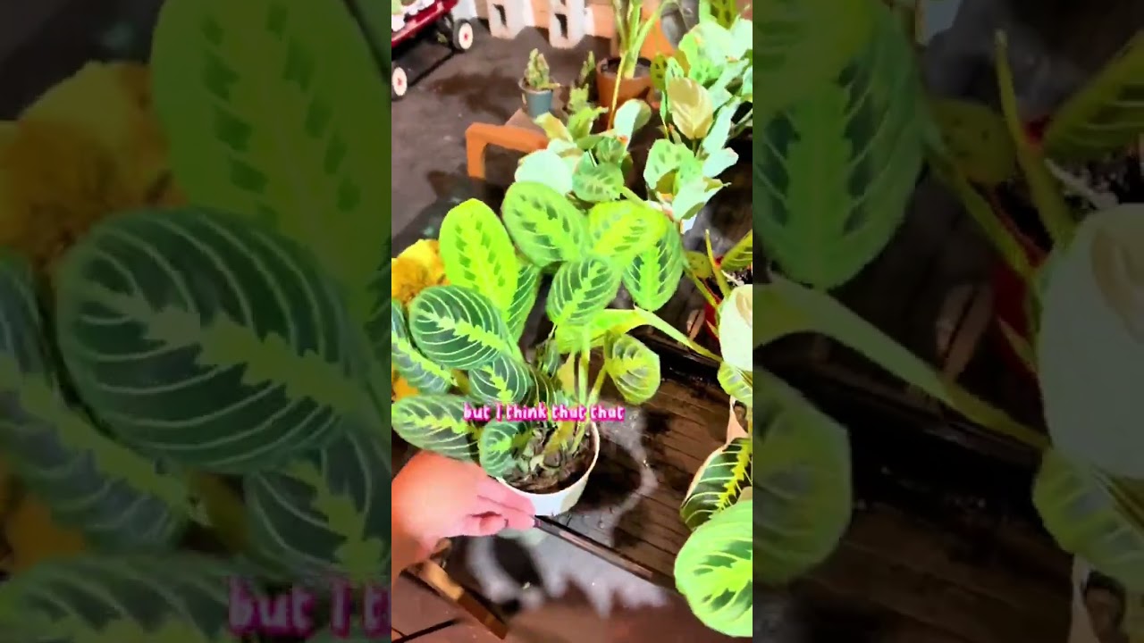 This $55 mystery plant box is headed to Montana! #planttok #houseplantclub #houseplants #plantparent