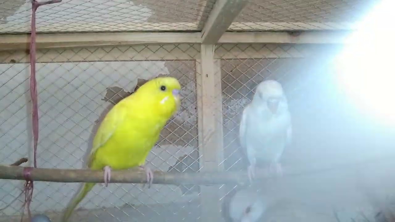 My First Parrot 🦜 