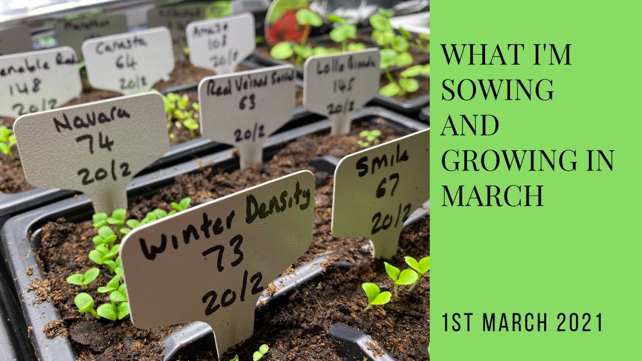 What I'm Sowing and Growing in March | year-round self-sufficiency