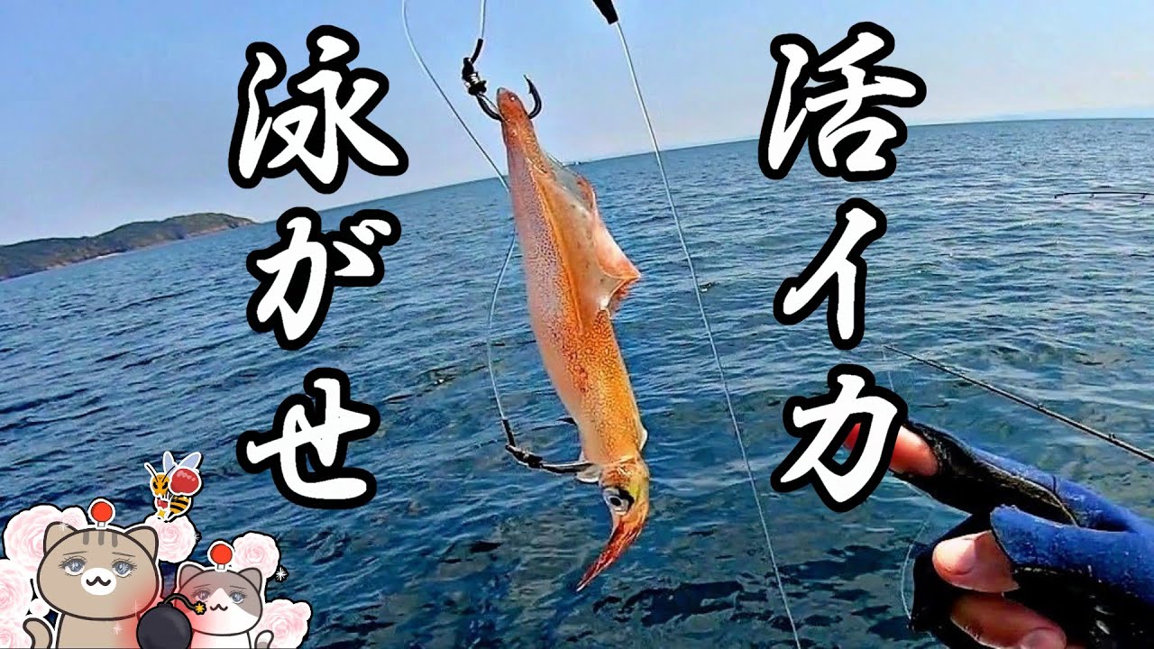 1匹３万円↑が乱舞する水深72mに活イカぶちこんでみたら…【ジギング/エギング】
