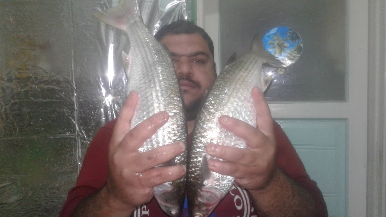 تقدير كمية الملح على الفسيخ وازاى تثبت الملح على السمك