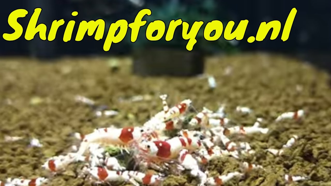 Shrimp Room Tour bij shrimpforyou.nl//MEER dan 15 VERSCHILLENDE Caridina varianten//