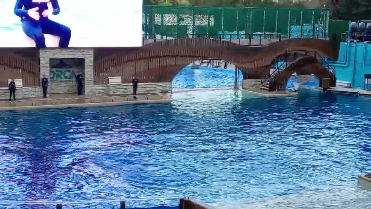 Espectáculo navideño con orcas