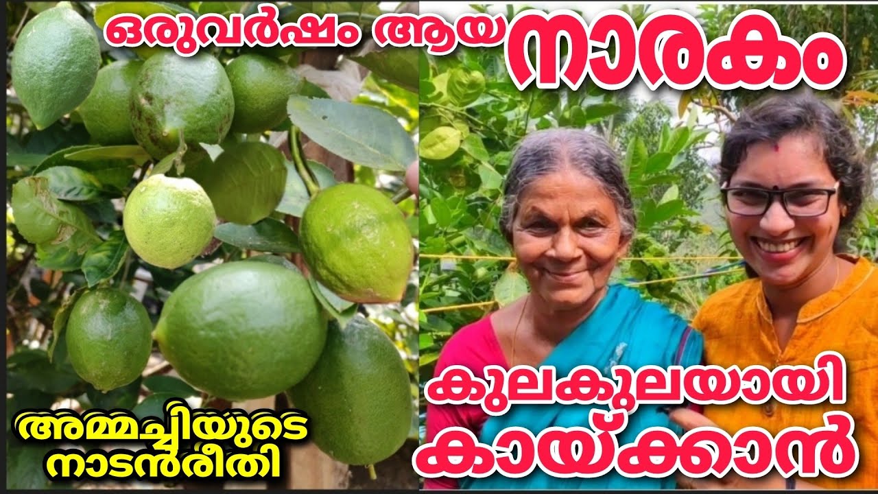 ഒരു വർഷം ആയ നാരകം കുലകുലയായി കായ്ക്കാൻ അമ്മച്ചിയുടെ നാടൻ രീതി|Lime tree|lemon tree|Cherunaarakam