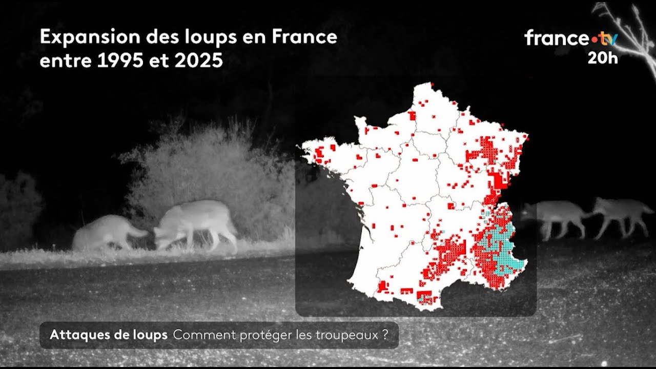 🇫🇷🐺Attaques de loups : comment protéger les troupeaux ? 27/08/2025