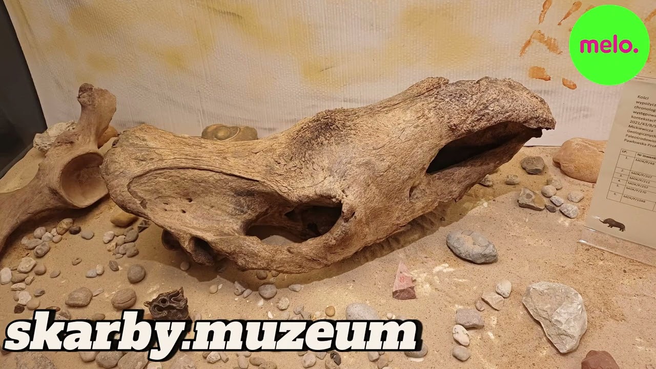 Skarby Muzeum – 25.02.2026 r. | Czaszka nosorożca włochatego wróciła z konserwacji