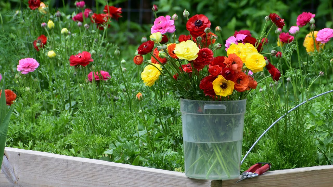 May Garden Tour 2021 // Peonies, Ranunculus, Iris and More!!! Northlawn Flower Farm