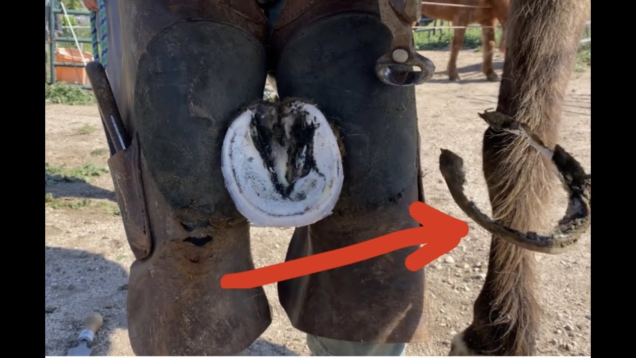 Horse with CLUB FOOT gets Trimmed | Bruises in HOOF | Hoof Earrings? Clips, Chips & Shavings! (4K)