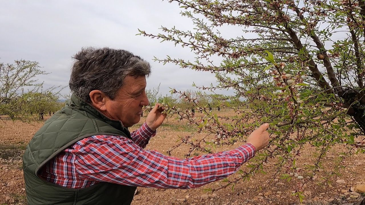 Cuajado y las diversas enfermedad del Almendro