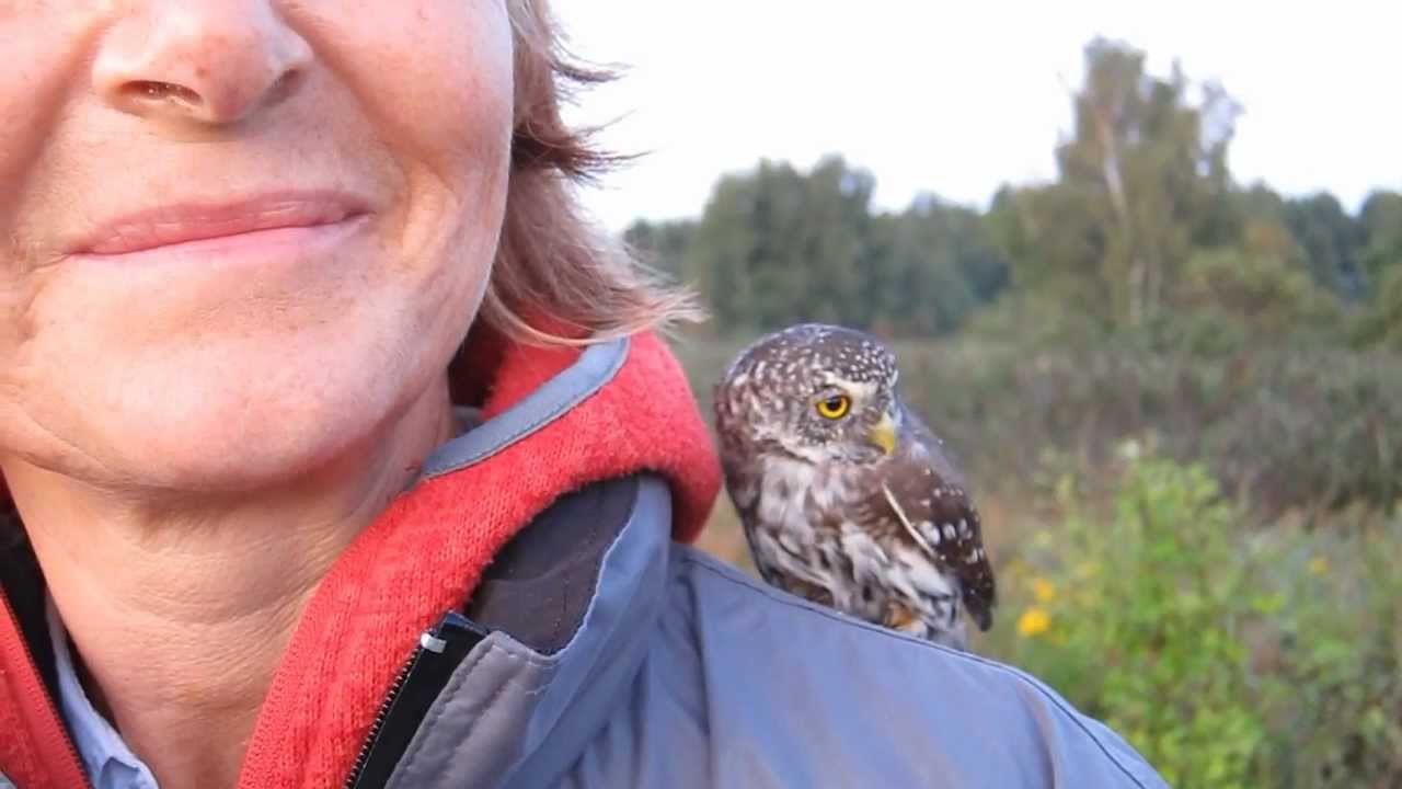 Pygmy-Owl x2 (Glaucidium passerinum)