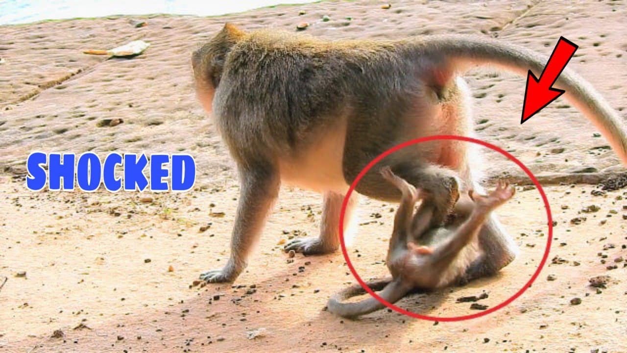 Shocked..Innocent Goldie Extremely Cry Temper Tantrum On The Ground By Fitting & Step Her Neck.