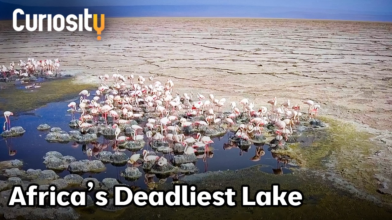 The Toxic Lake Where Life Thrives | Curiosity Stream