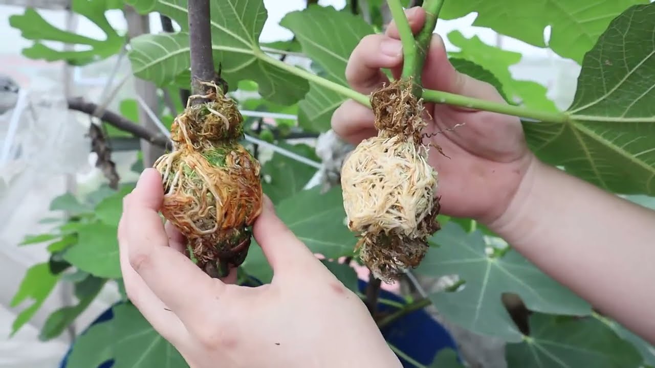 Cách Chiết Cành ra rễ rất nhanh, không cần khoanh vỏ hay kích rễ, Trồng lên ngay ai cũng làm được