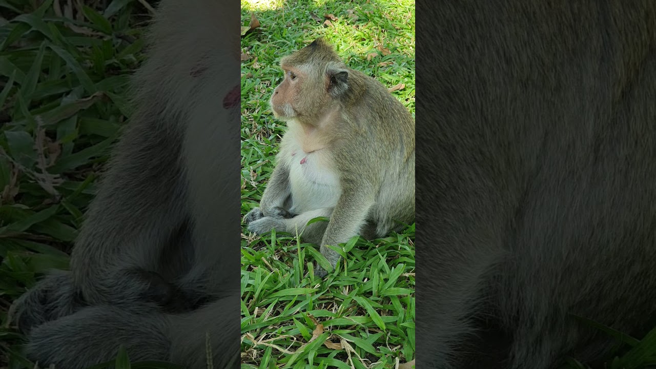 Comedy monkey,funny public monkey , feeeding poor public monkey