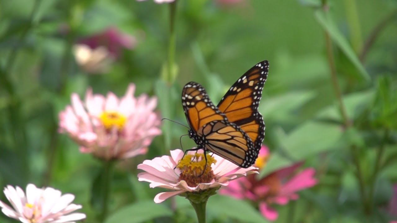 Slow Motion bees, birds & butterflies