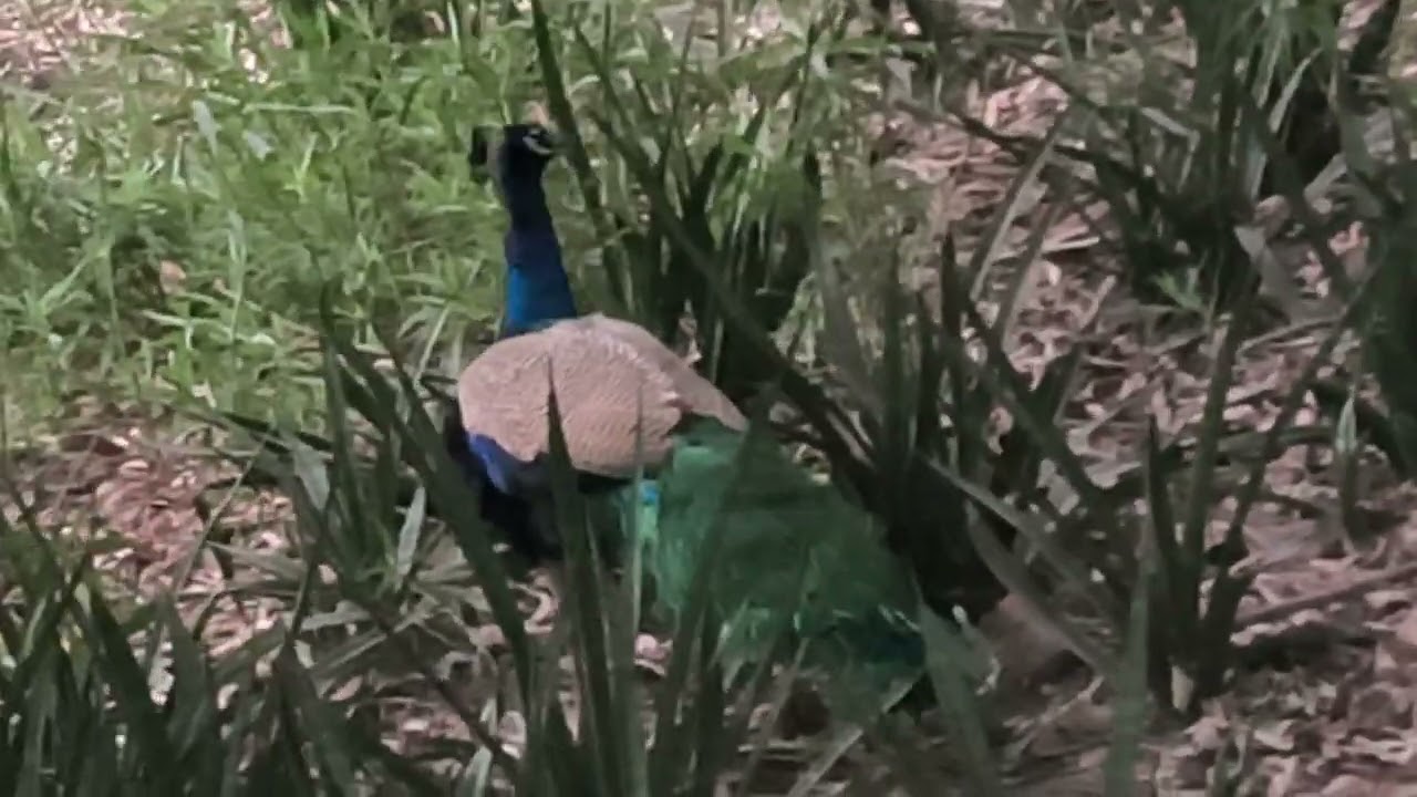 🦚🧿Some peacocks are angry these days, see how they are running away#viral #nature #trending #peacock