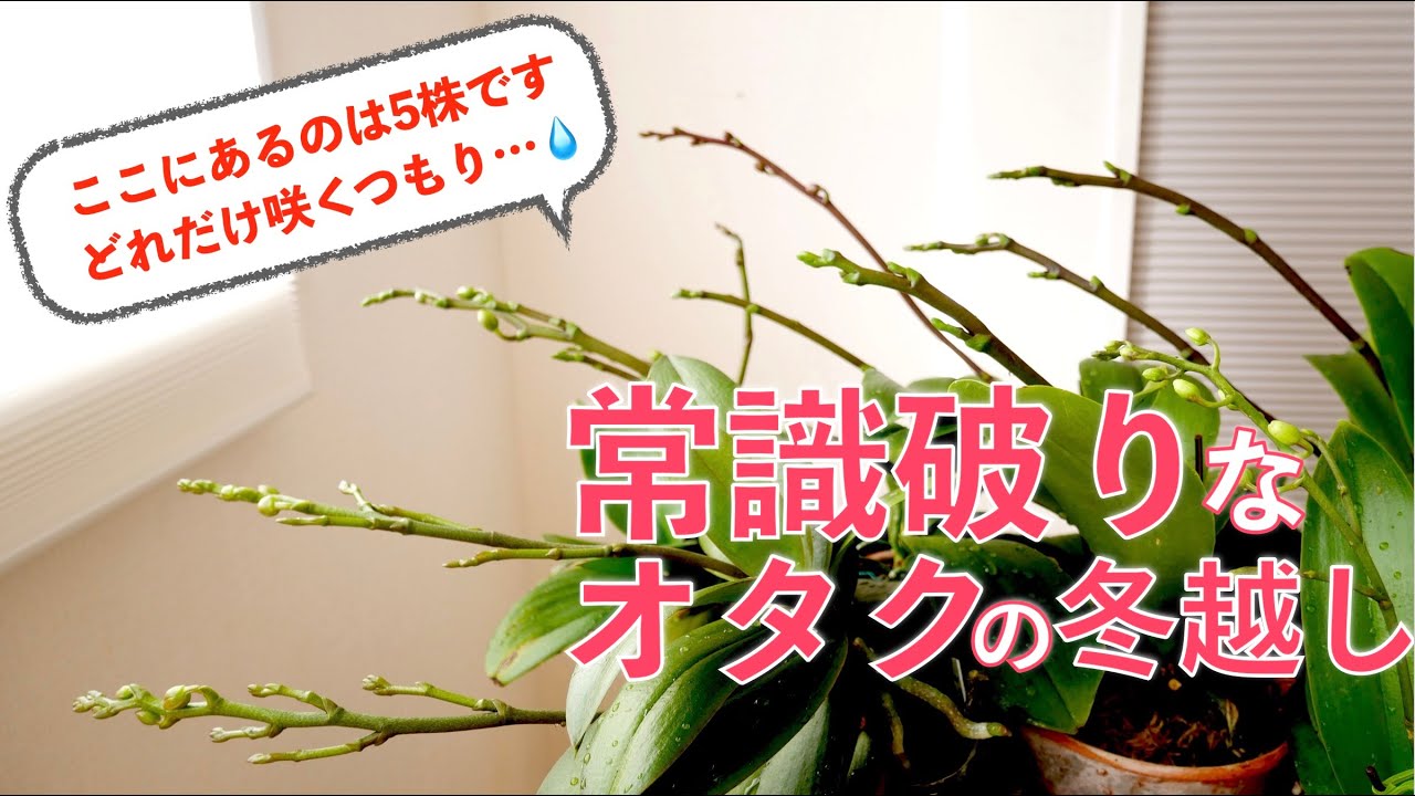 胡蝶蘭の冬越し【暴露】初心者さんに伝える方法とは全く違う育て方をしています