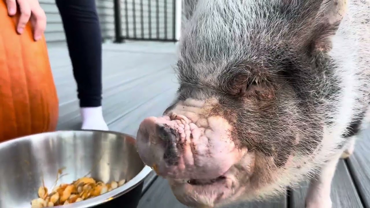 Hamlet the Mini Pig: Pumpkin Carving 2025