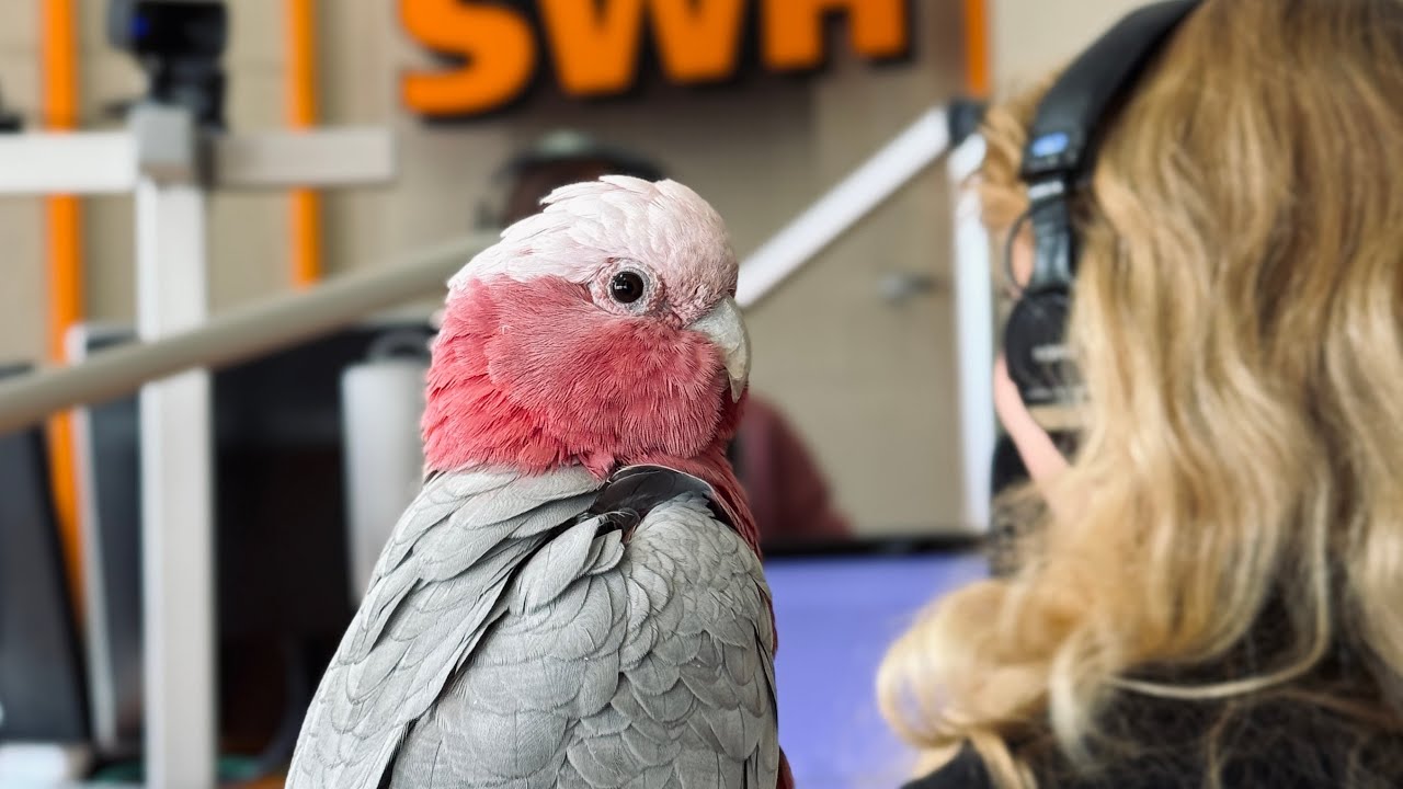 Ansis Ancovs, Ance Ancova un viņa slavenais papagailis Floyds. Tas tik bija rīts!