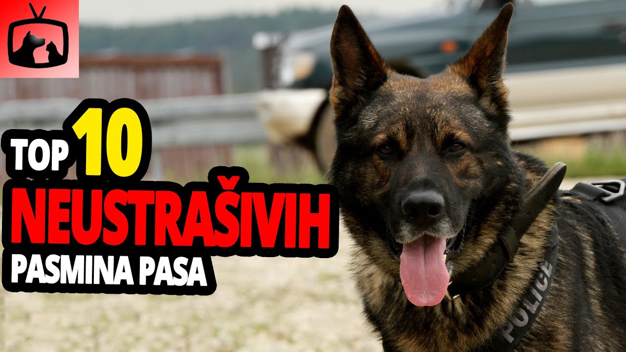 🐕 Psi Koji Se Ne Boje Nikoga - TOP 10 Pasmina Pasa Koje Se Ne Boje Nikoga!