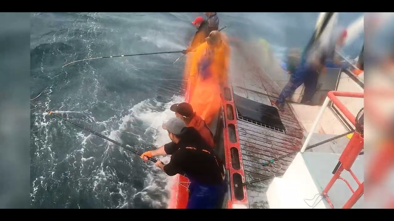 Pesca ao atum de salto e vara/ Tuna Fishing