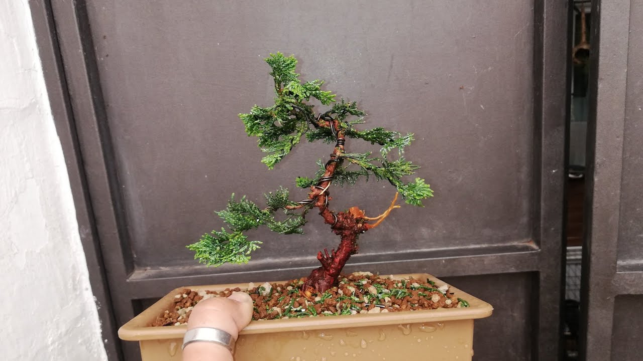 De vivero a bonsái. Chamaecyparis obtusa nana.